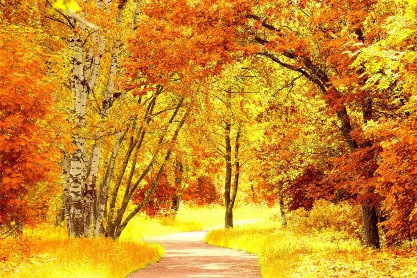 Yellow Orange Autumn Foliage HD Wide Wallpaper for Widescreen (50 Wallpapers)  – HD Wallpapers