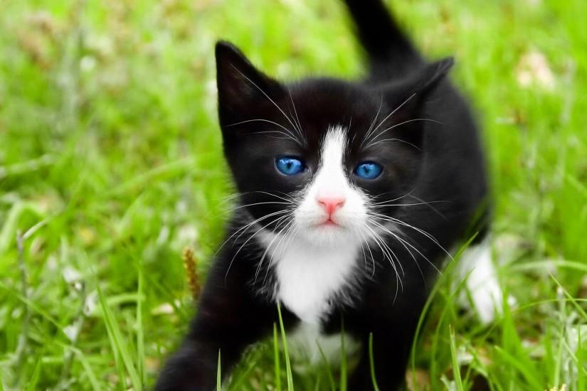 Black and White Kitten Wallpaper - kittens Wallpaper
