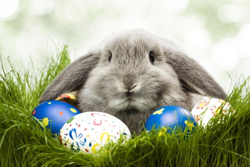 Egg Rabbit Cute Easter Holiday Animal Wallpaper, Animals Wallpaper .