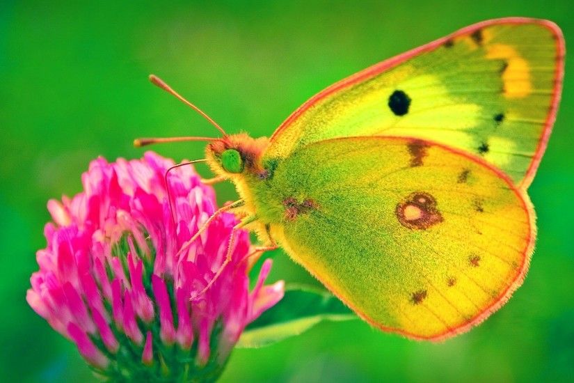 Butterfly Beforeglow regarding Flower With Butterfly Source Â· butterfly on  flower pic free download