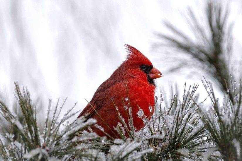 Birds Winter Outdoors Snow Nature Tree Christmas Bird Wood Hd. Wallpaper  2560x1024 Cardinal ...