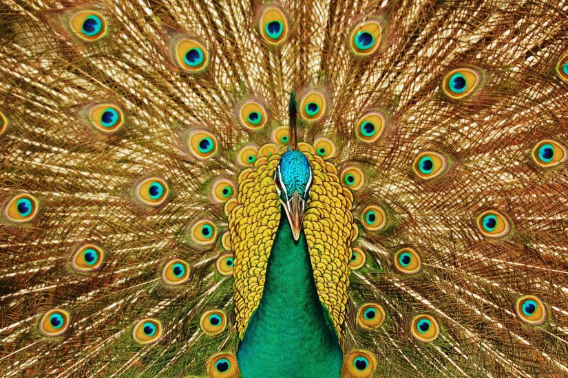 Page 2: Full HD 1080p Peacock Wallpapers HD, Desktop Backgrounds .