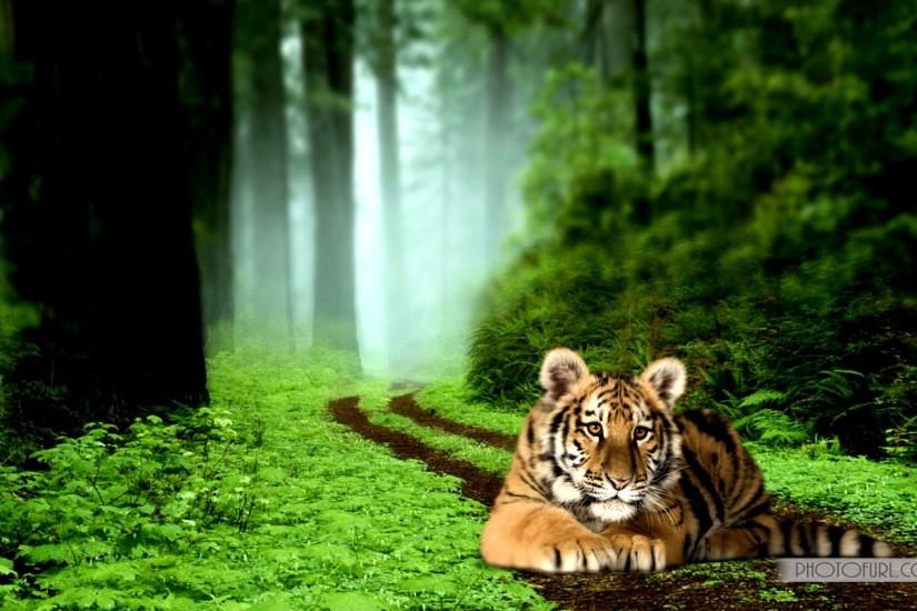Tiger Backgrounds Wallpaper 467103