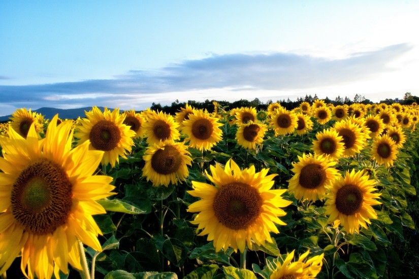 Yellow Sunflower Wallpapers Pictures | HD Wallpapers | Pinterest | Sunflower  wallpaper and Wallpaper