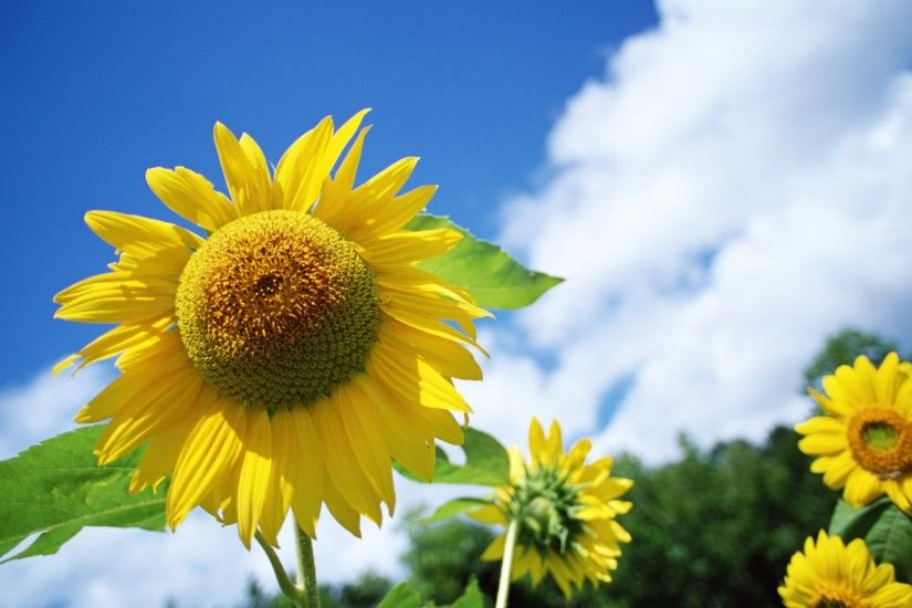 Brands Celebrate ControversyFree News Event gizmodocom Â· sunflower desktop  wallpaper sunny sky - photo #6. httpswwwgooglecommapsdircurrentlocation