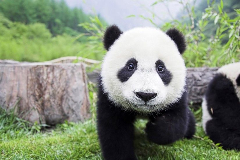 1301352909 desktop wallpaper animals baby panda - | HD Animal .