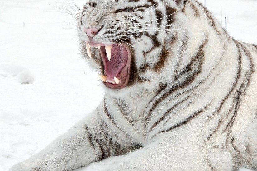 2048x2048 Wallpaper white tiger, snow, predator, mouth, cat, tiger