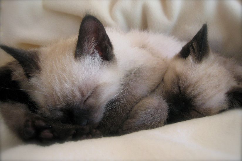 Interesting Siamese Cat Desktop Wallpapers - This Wallpaper and Siamese Cats  Sleeping