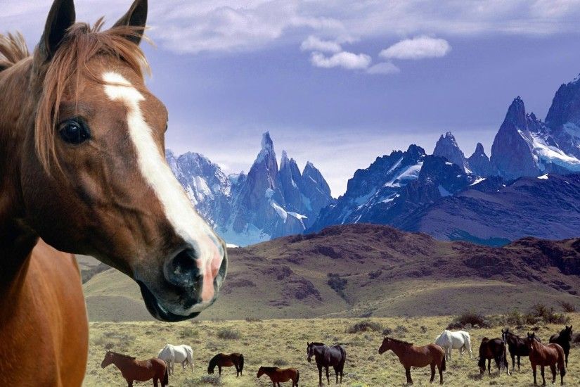 1920x1080 Grassland horses desktop backgrounds wide wallpapers:1280x800,1440x900,1680x1050  - hd backgrounds