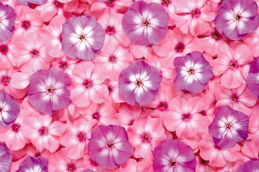 Pink Flower HD Wallpaper | Pink Flower Photos | Cool Wallpapers