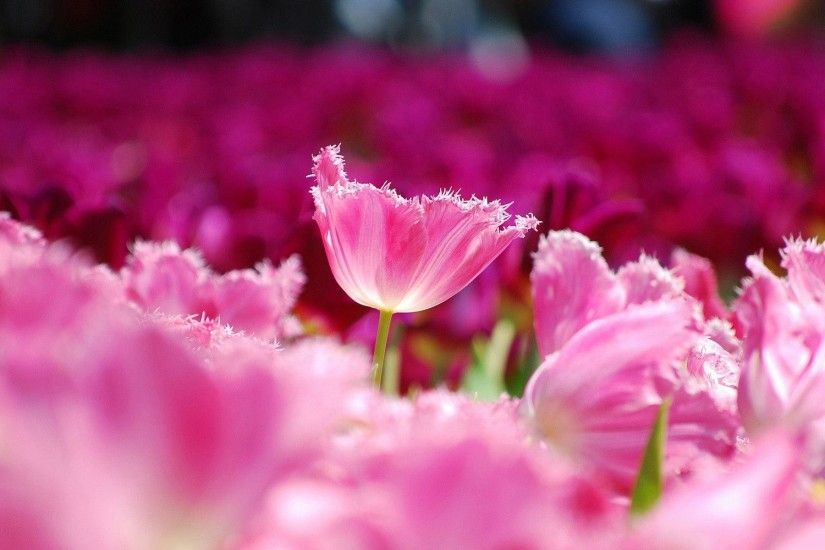Pink Flower Desktop Background - WallFinest