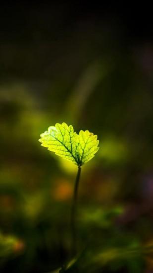 Shiny green leaves Galaxy Note 4 Wallpapers