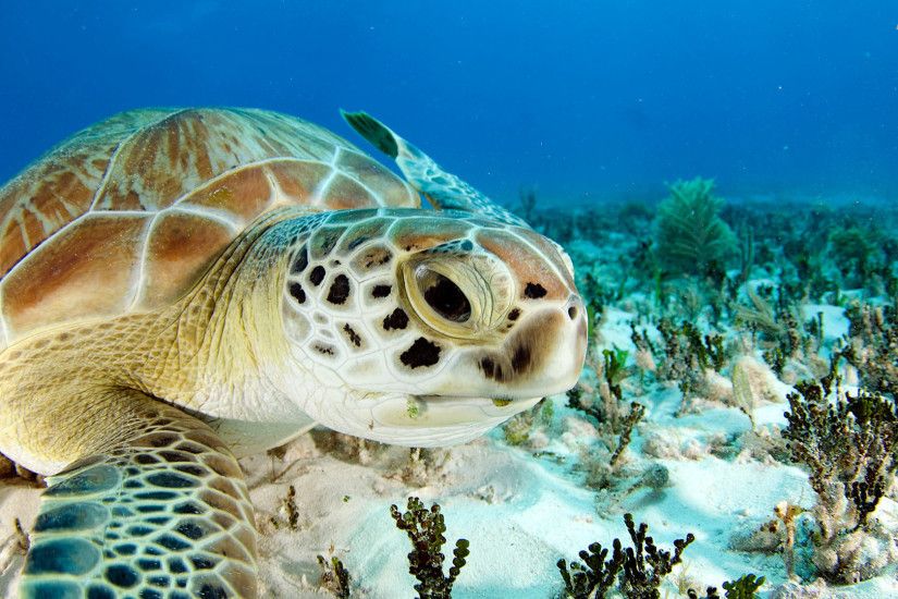 animal totem :: sea turtle