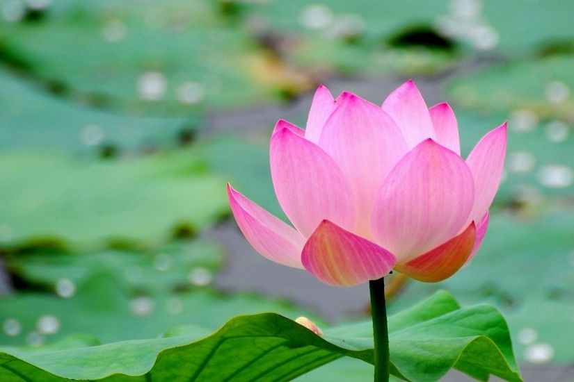 ... Background Full HD 1080p. 1920x1080 Wallpaper lotus, leaf, flower,  pond, water