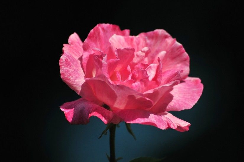 Beautiful Pink Rose Flower HD Wallpaper