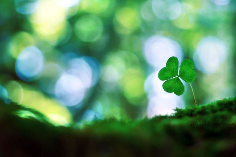 Four Leaf Clover Background Images & Pictures - Becuo