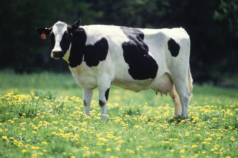 Cow Wallpapers Hd