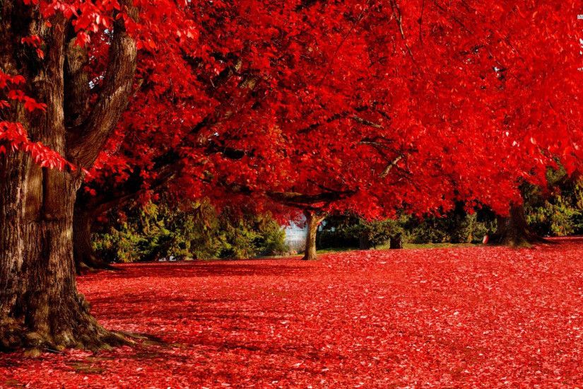 Nature in Red color [1920x1080] via Classy Bro