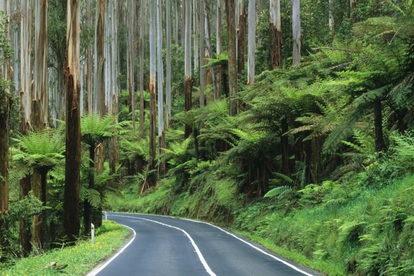 roads Australia National Park rainforest wallpaper