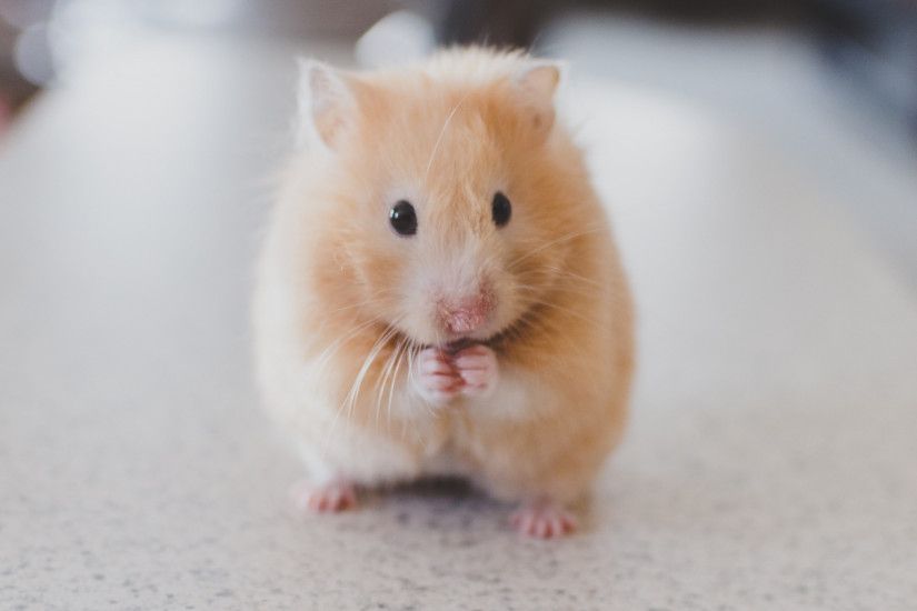 2048x1152 Wallpaper hamster, rodent, cute