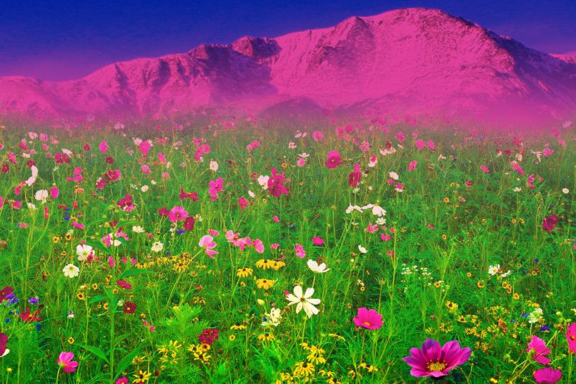 Dream Spring 2012 field of flowers Wallpapers HD Wallpapers 96694 2560x1600