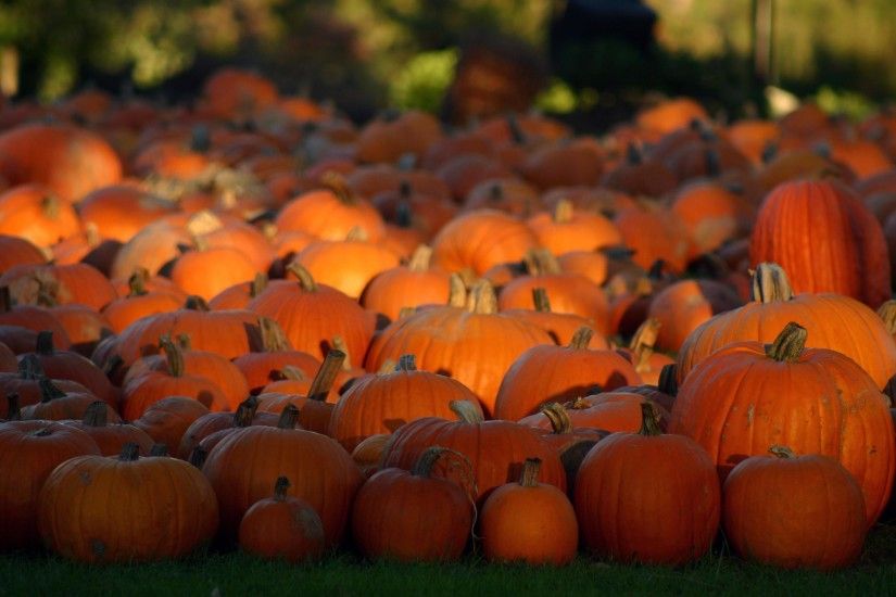 Explore Fall Pumpkins, Halloween Pumpkins, and more!