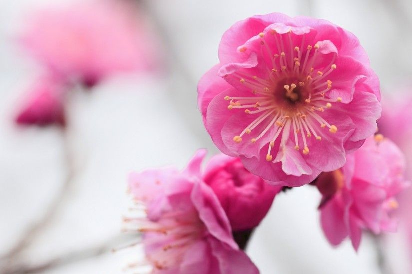 Preview wallpaper pink, flowers, branch, apricot, blossom, close-up  3840x2160