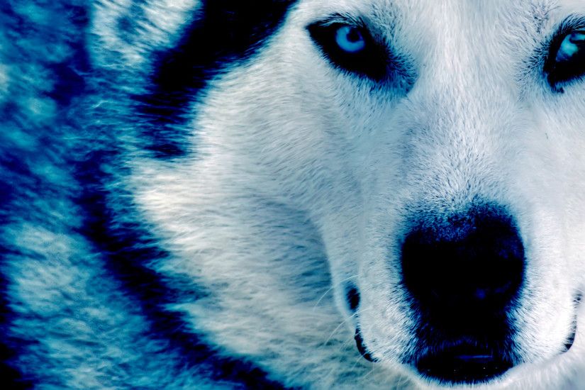 Winter Wolf HD dekstop wallpapers - Winter Wolf