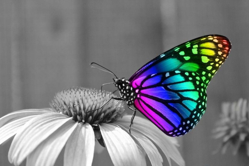 Rainbow Butterfly Desktop Background HD #9859
