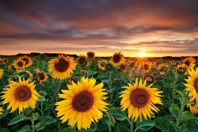 Desktop Wallpaper Sunflower Field Â· Sunflower Desktop Wallpaper .