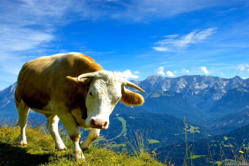... Cow In The Mountains Full HD Wallpaper and Background | 2560x1440 .