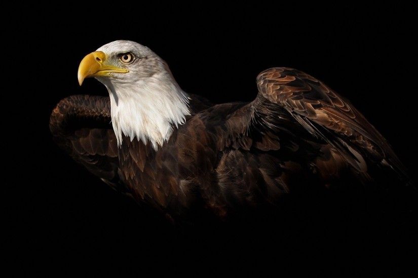 birds animals black background bald eagle Wallpapers HD / Desktop and  Mobile Backgrounds