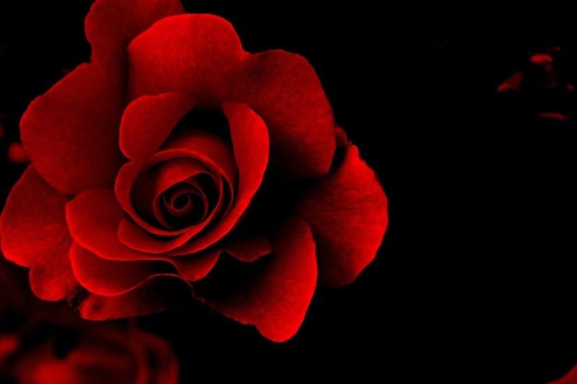 ... Red Roses Beautiful HD Free Wallpapers For Desktop ...