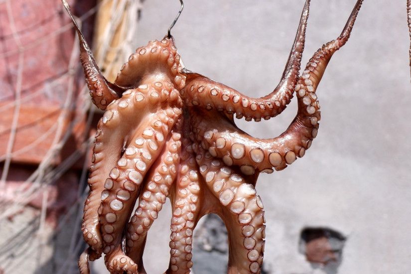 3840x2160 Wallpaper squid, octopus, fish