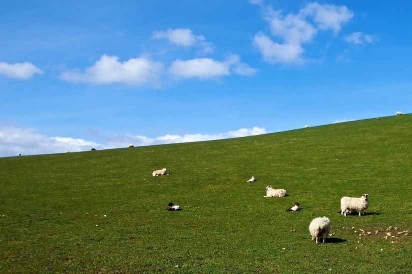 landscape photography of Sheep on grass field