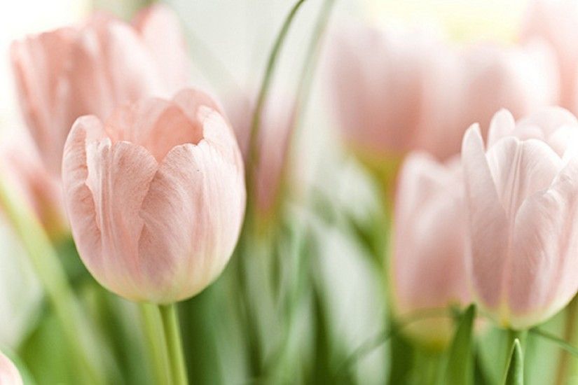 Top Pink 4K Tulips Wallpaper