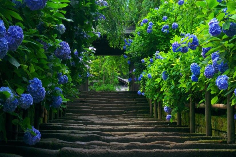 japan nature stairs plant hydrangea