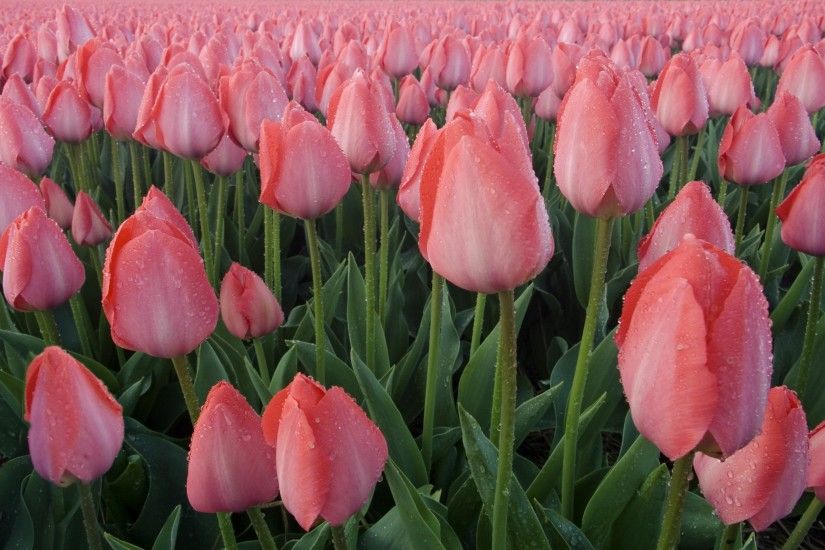 Pink tulips wallpapers and stock photos