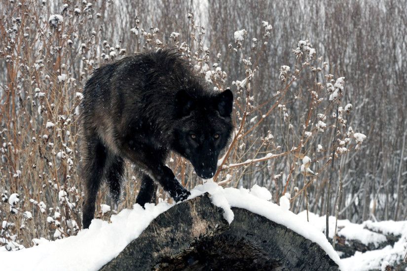 Free Download Black Wolf In Snow Wallpapers, .NSG67