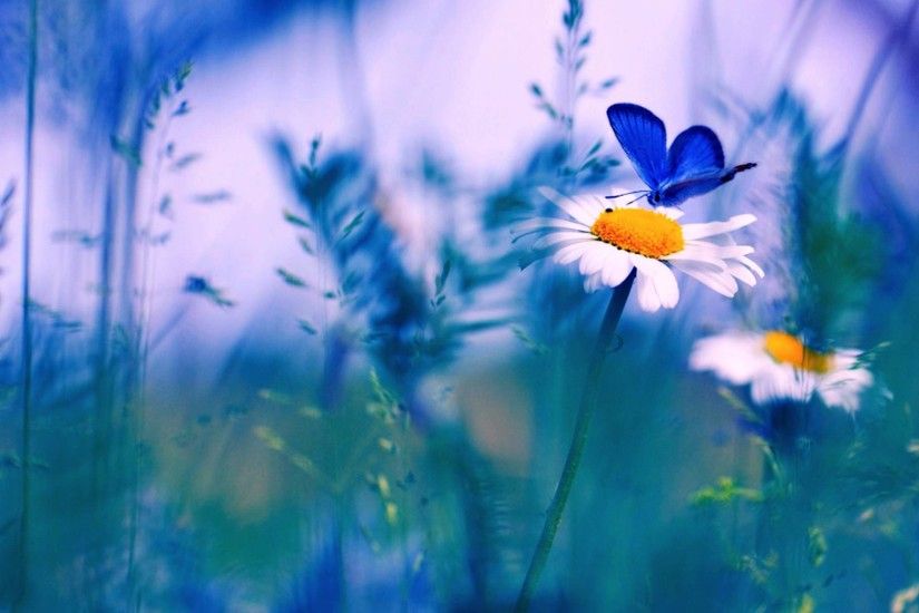 Spring Blue Butterfly HD Wallpaper
