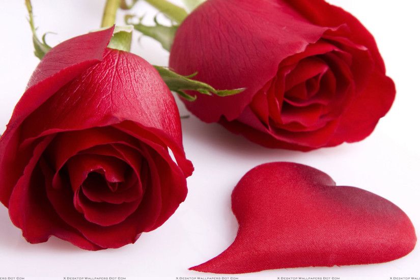 Fresh red rose flower 2014 Hot rose flowers of red color for christmas and  friendship day high quality Wallpapers. Send Fresh Flowers to your lovers.