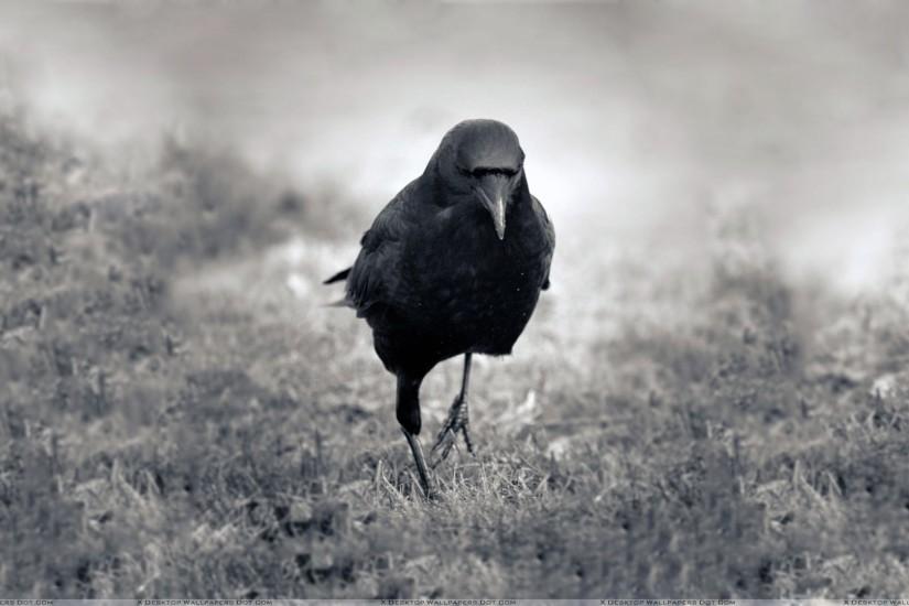 Black And White Pciture Of A Crow Wallpaper