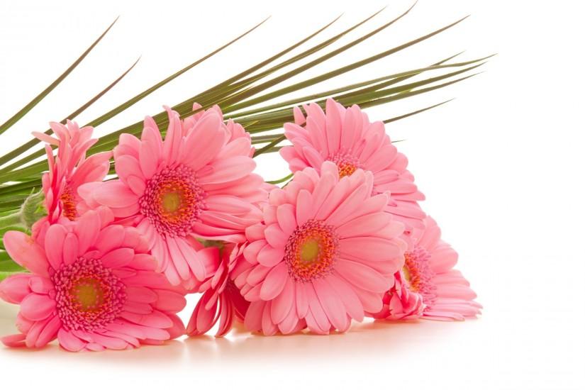 Earth - Gerbera Flower Daisy Pink Flower Wallpaper