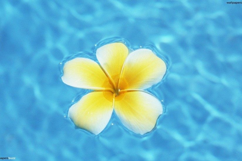 Hawaiian flowers HD Wallpaper