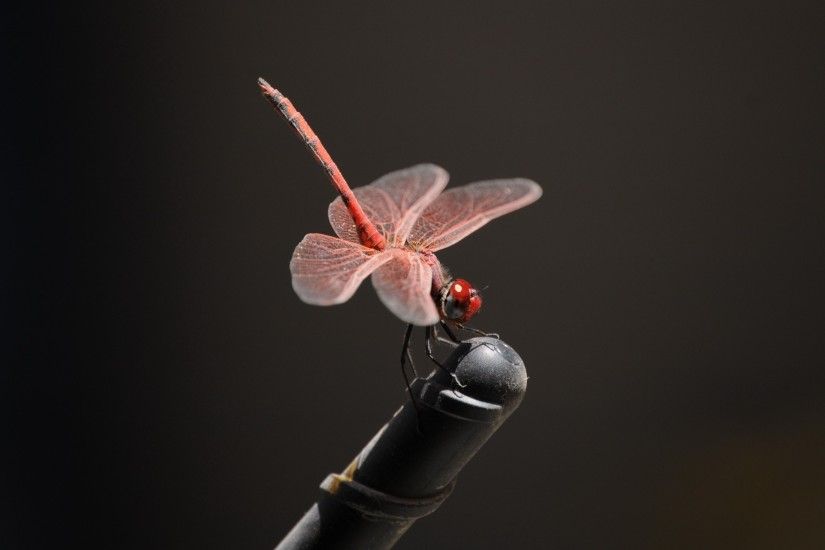 32 Fantastic HD Dragonfly Wallpapers