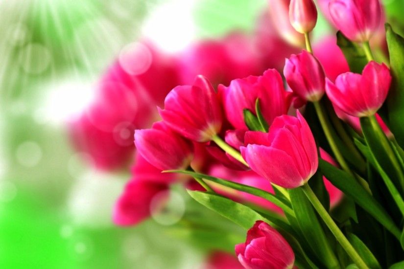 Cool Pink 4K Tulips Wallpaper