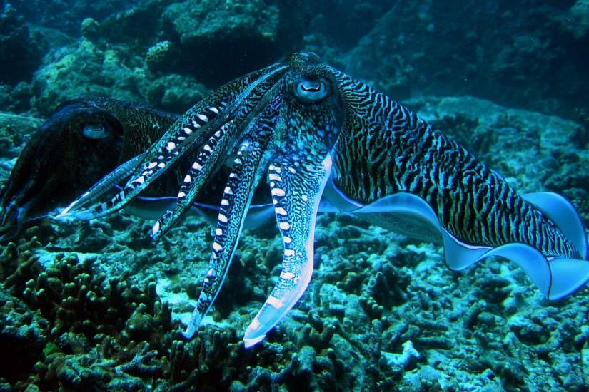 Blue Ringed Octopus Wallpaper