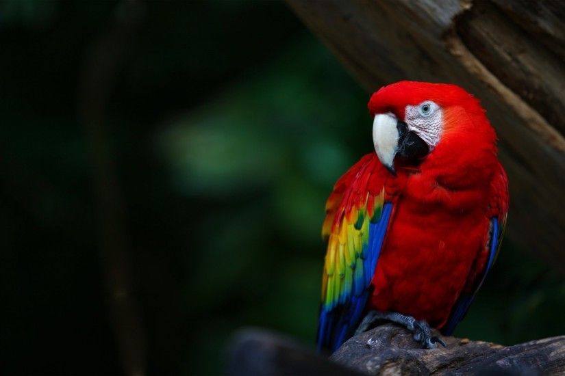 Scarlet Macaw 177960