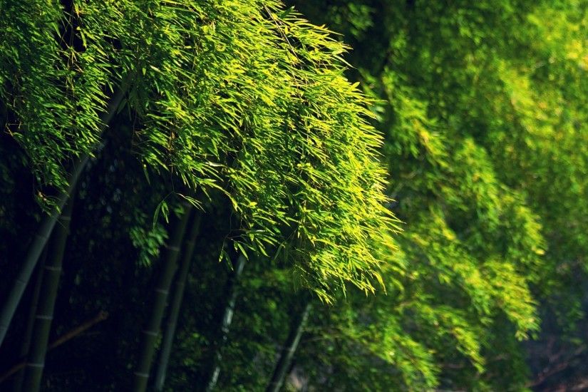 Bamboo green dense forest HD Desktop Wallpaper