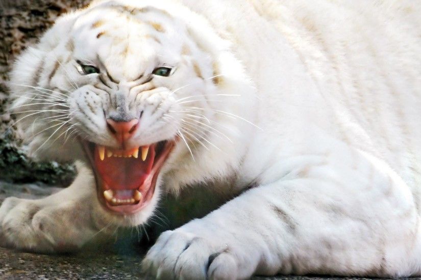 Angry white tiger wallpapers and stock photos